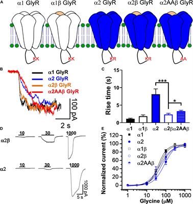 Modulatory Actions of the Glycine Receptor β Subunit on the Positive Allosteric Modulation of Ethanol in α2 Containing Receptors